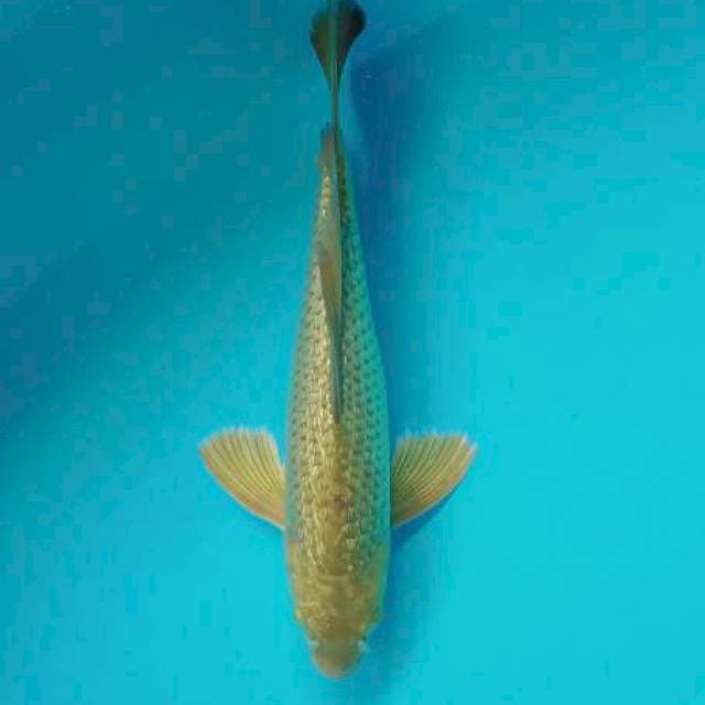 Kumpai midori ginrin 37cm