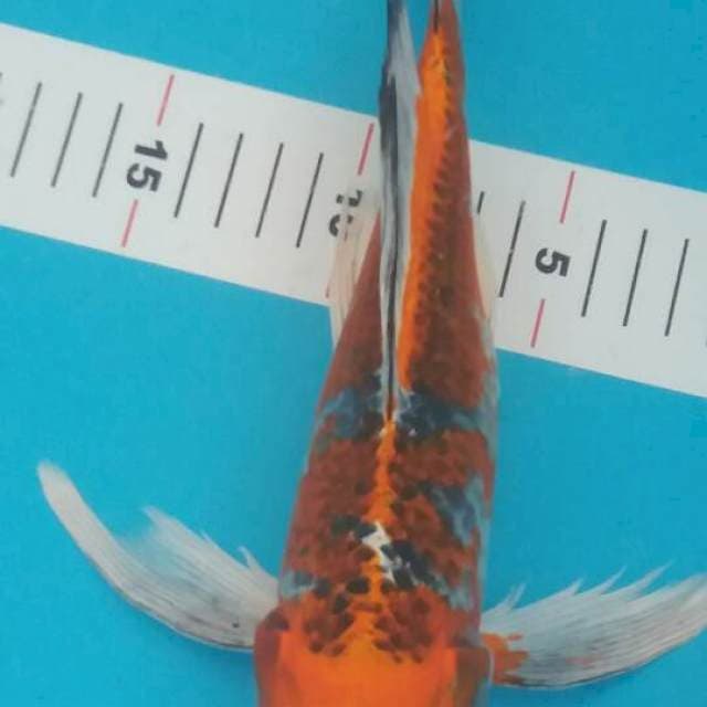 KUMPAY KUJAKU 30 CM