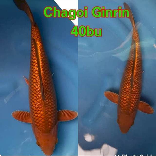 Chagoi Gin Rin ππ