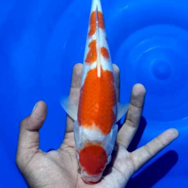 Kohaku maruten 24cm f