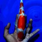 Kohaku maruten 24cm f