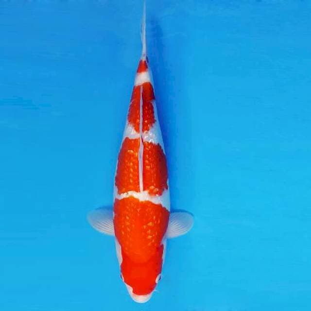 ASAHI LAVA 7 ~ KOHAKU GIN RIN ™