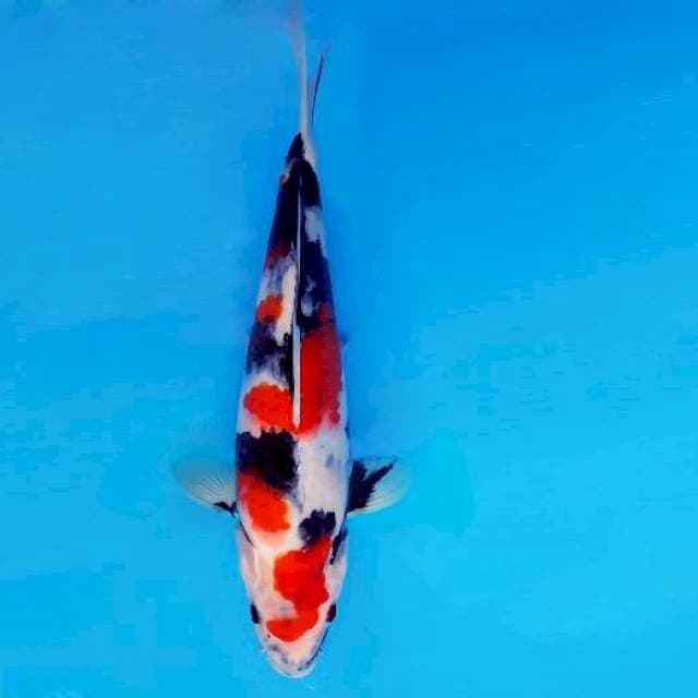 ASAHI LAVA 8 ~ SHOWA EVO ™