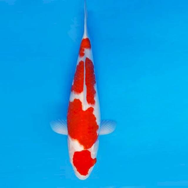 ASAHI LAVA 9 ~ KOHAKU 4 STEPS ™