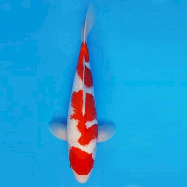 ASAHI LAVA 13 ~ KOHAKU ™