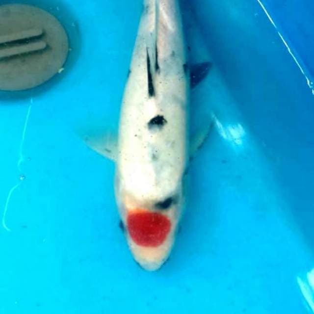 Tancho showa tategoi 30cm bu