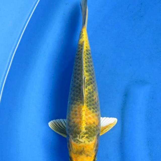 Kin ki utsuri