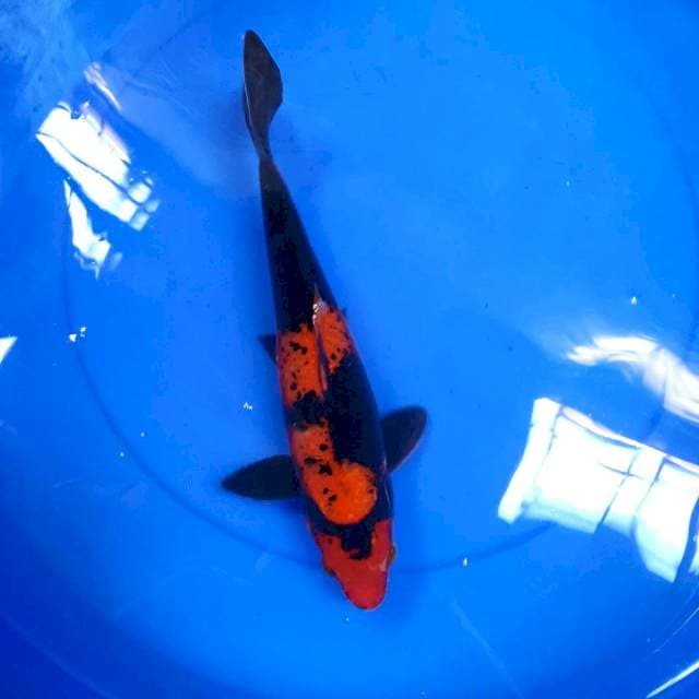 Hi utsuri, 29cm