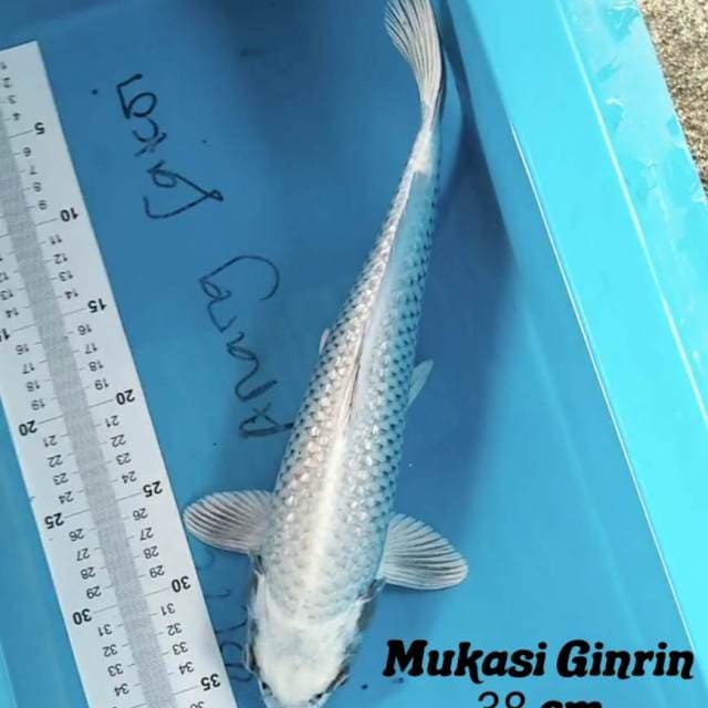 Mukasi 38 cm
