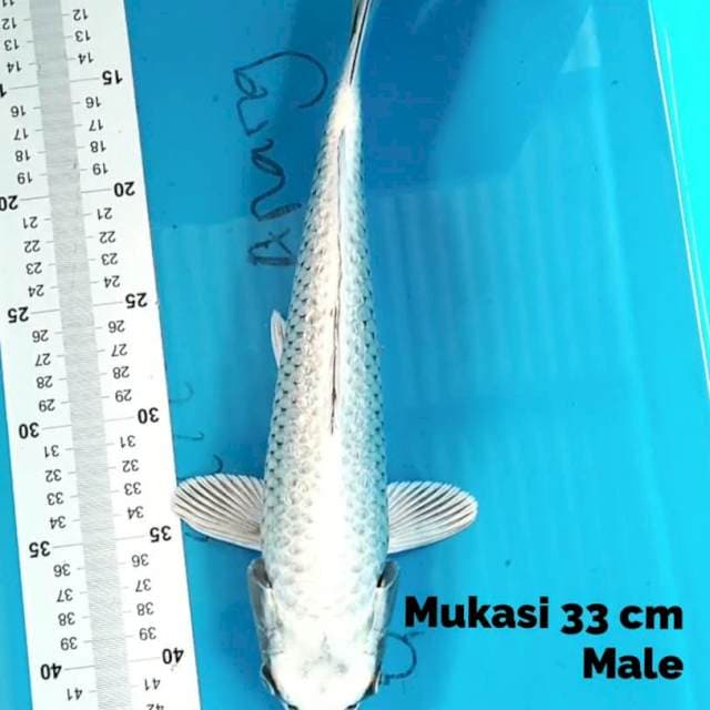 Mukasi 33 cm