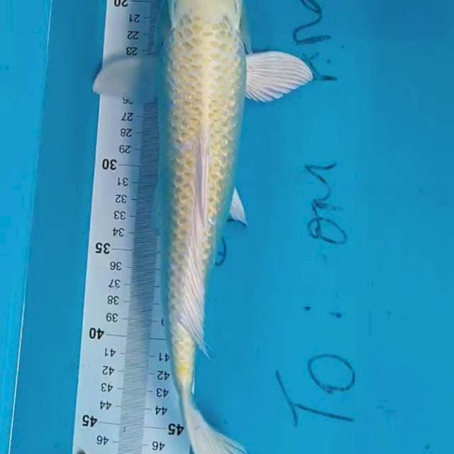 Ogon 35 cm