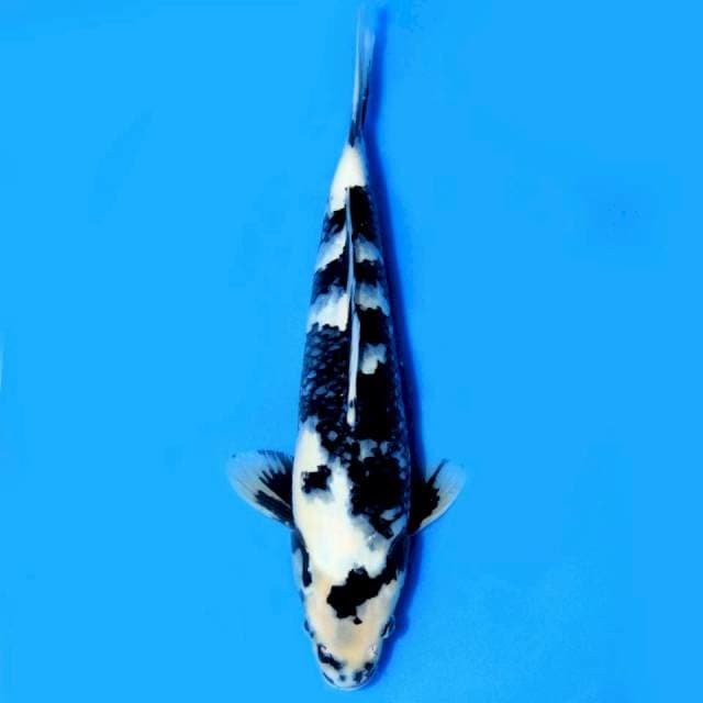 Shiro Utsuri, 35cm