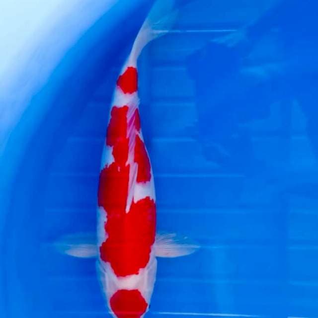 Kohaku 56cm