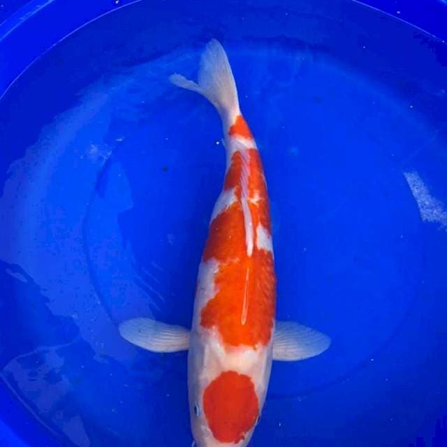 Kohaku 56cm