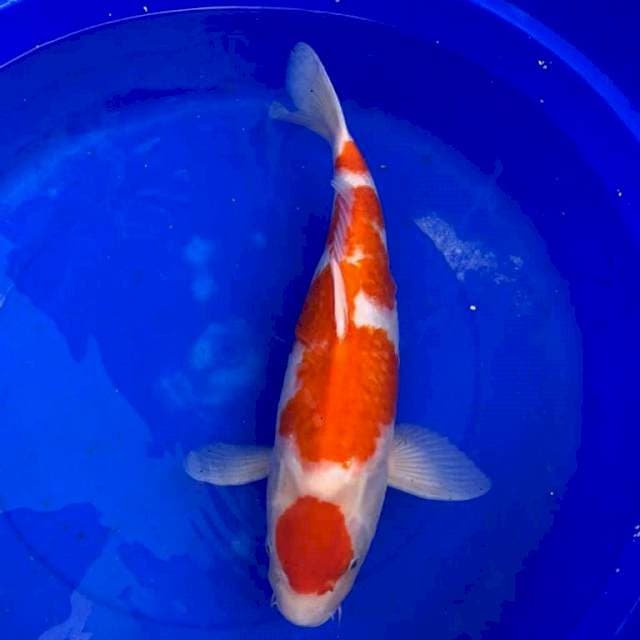Kohaku 56cm