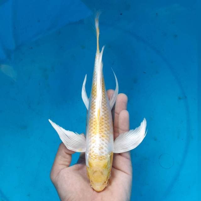HARIWAKE KUMPAI