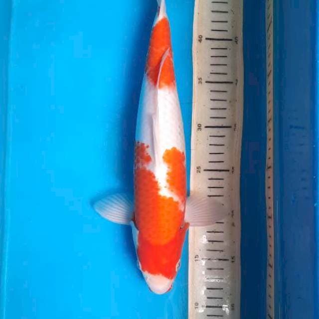 Kuhaku 36cm