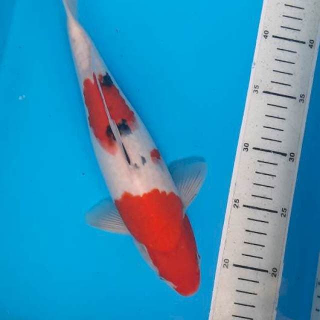 Sanke 30cm