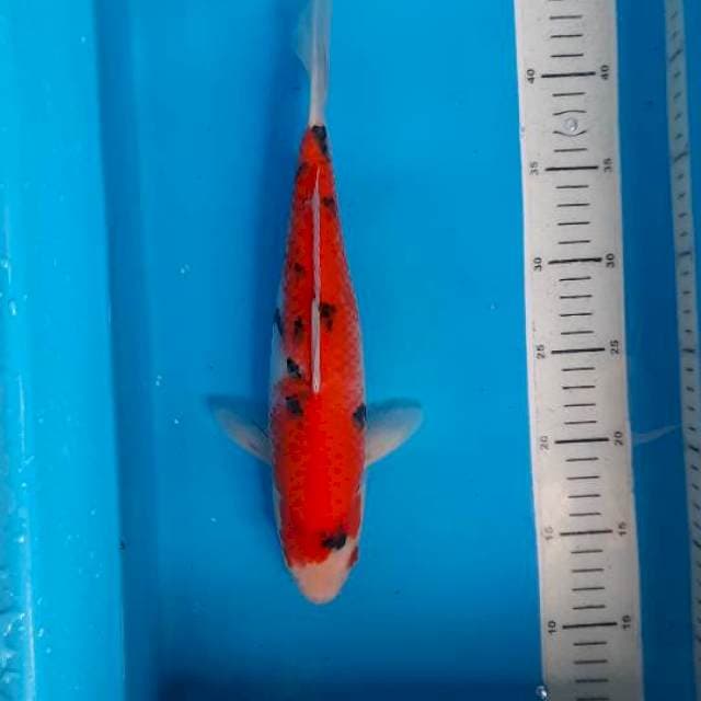 Sanke 33cm