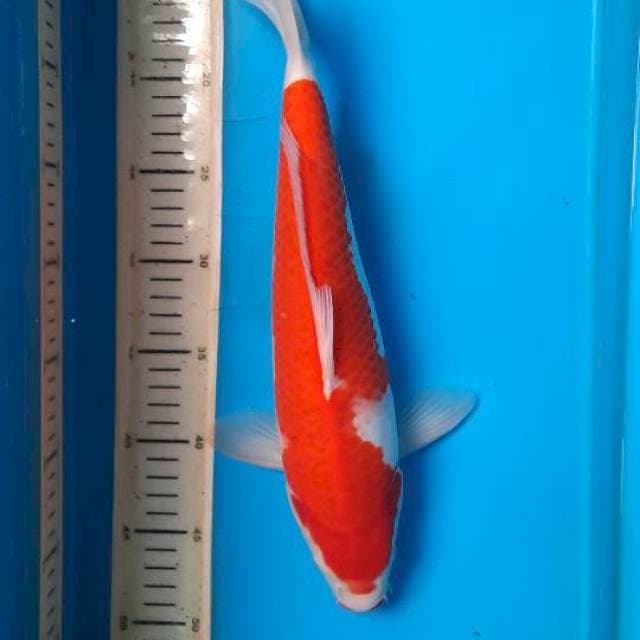 Kohaku 36cm 