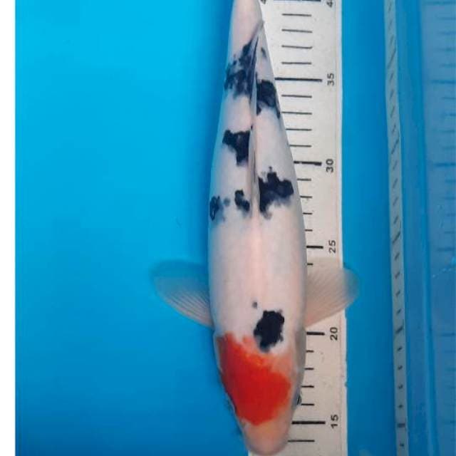 Tancho sanke 32cm 