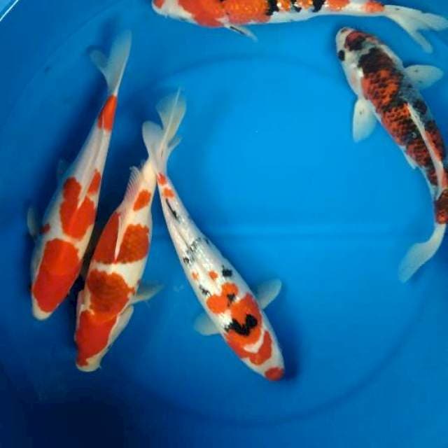 Sk mix koi