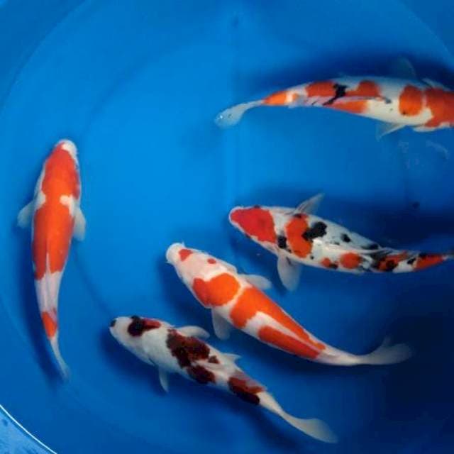 Sk mix koi