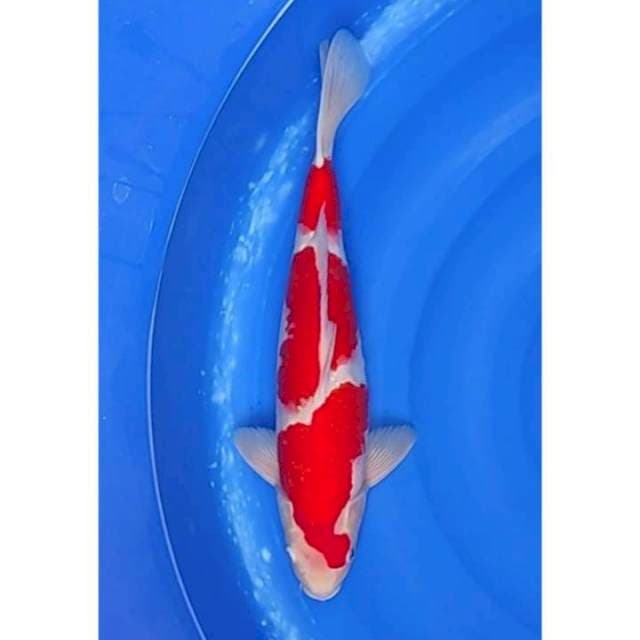 HQ Strong Kohaku 40cm (F)