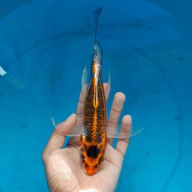 GOSHIKI KUMPAI