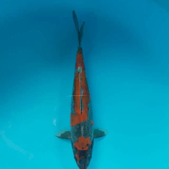 Beni Kiko Haluss 30cm