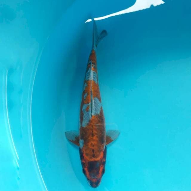 Beni Kikokuryu 32cm MotoAka Seimbang