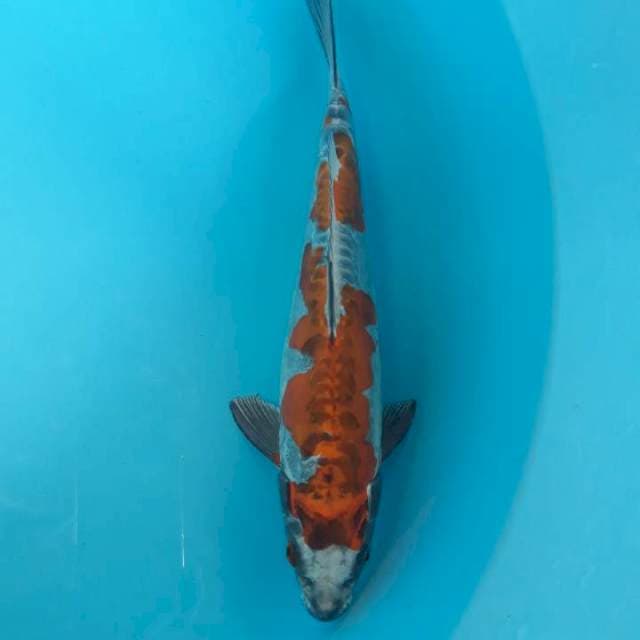 Beni Kiko Joss 32cm