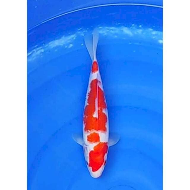 HQ Kohaku Original 27cm (F)