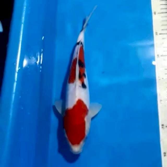 SANKE RED STRONG 30 CM