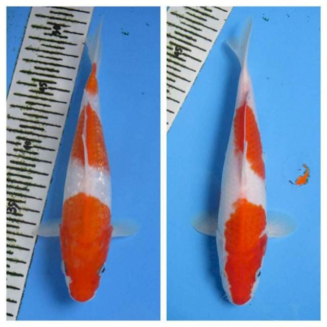 DUO KOHAKU 23-24CM