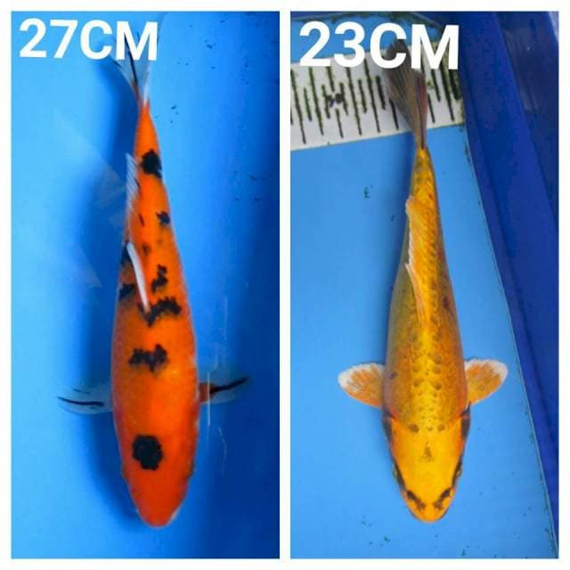 KAWARI SANKE 23-27CM