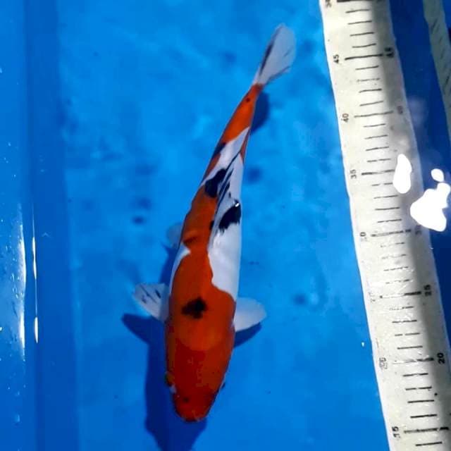 SANKE DOITSU 27 CM
