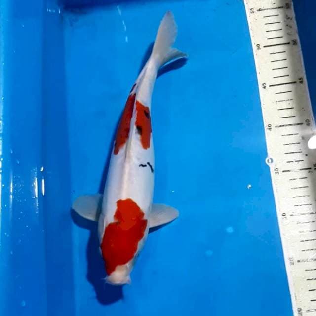 SANKE 30 CM