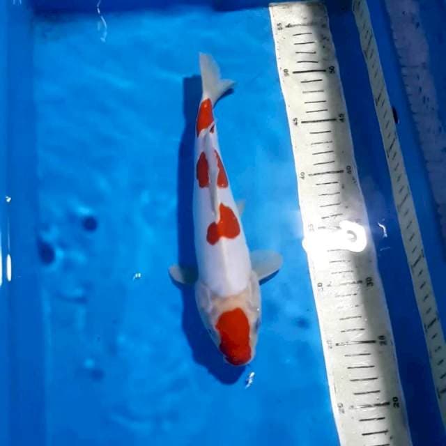 KOHAKU 27 CM