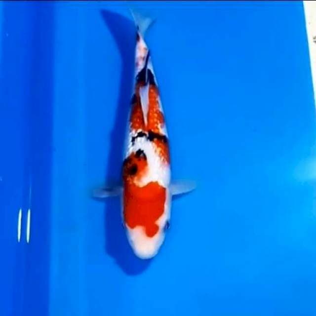 SANKE GINDRIN SHOW QUALITY 23 CM