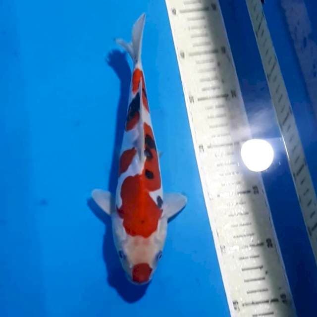 SANKE DOITSU 25 CM SHOW QUALITY