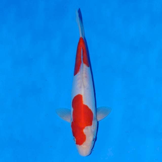 Doitsu kohaku