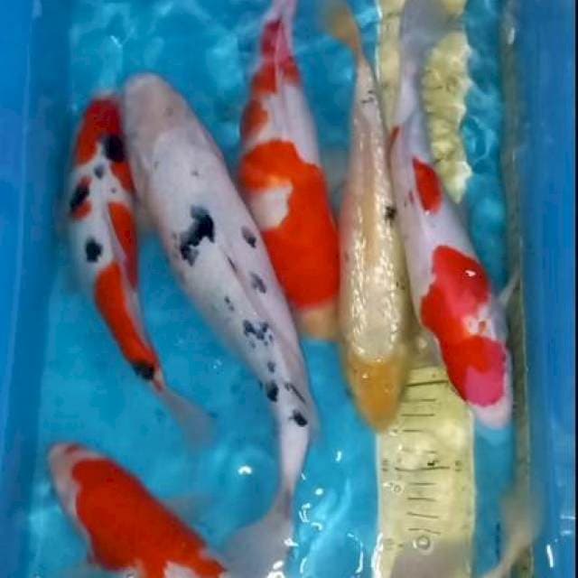 Paket 27-34cm