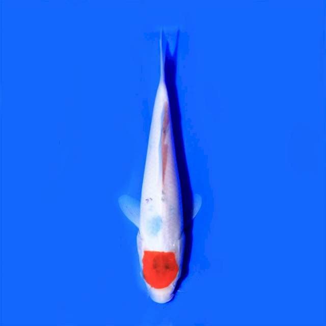 Tancho Sanke, 20cm