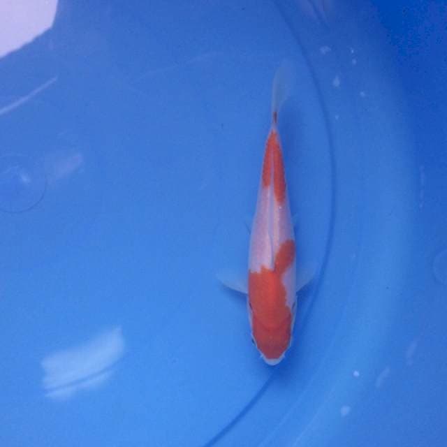 Kohaku