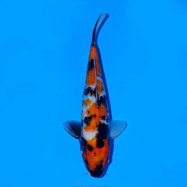Showa sanshoku