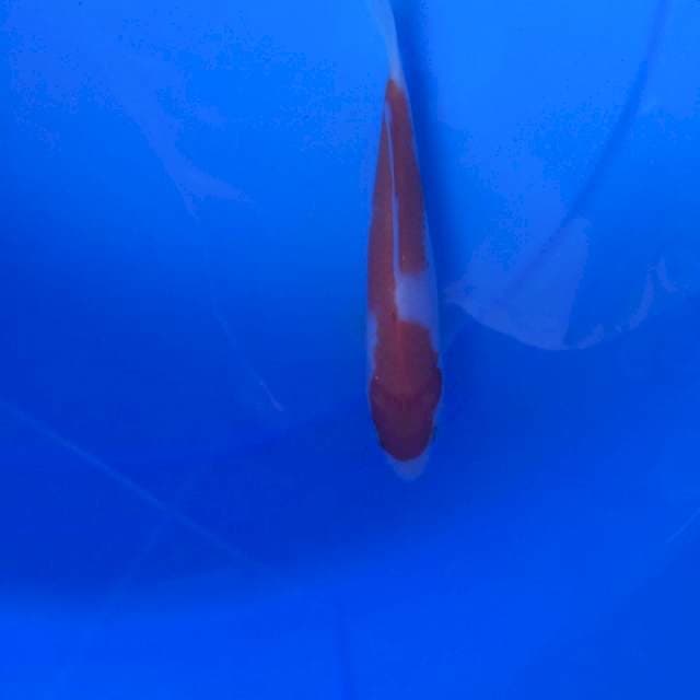 Kohaku