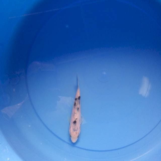 Bekko
