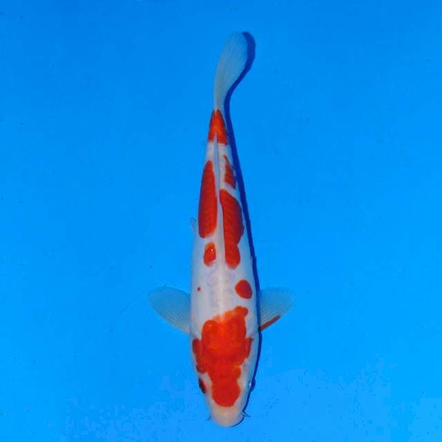 Kohaku