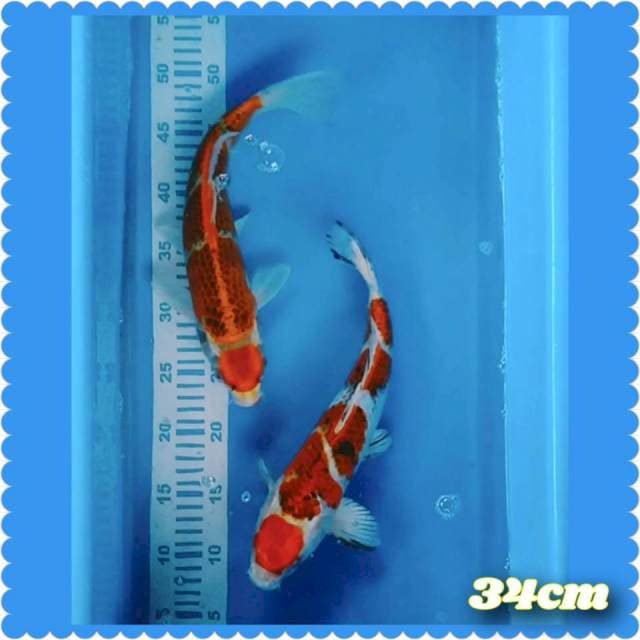 MARUTHEN KOHAKU Vs ghosiki 34cm